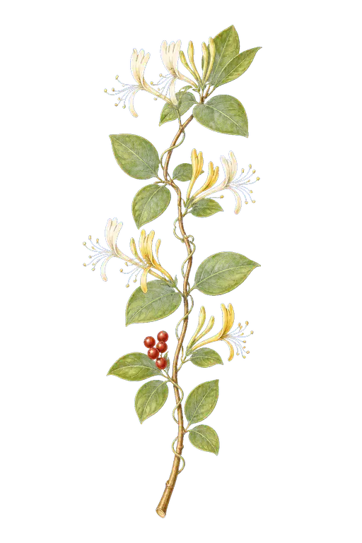 CAPRIFOLIACEAE