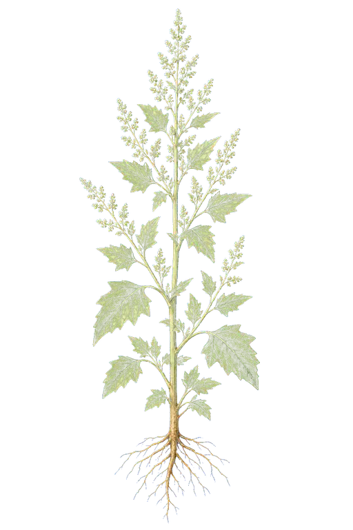 CHENOPODIACEAE