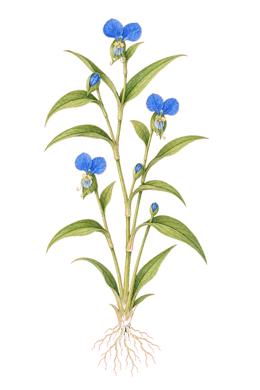 COMMELINACEAE