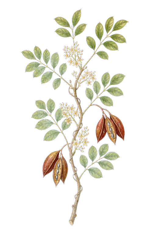 CONNARACEAE