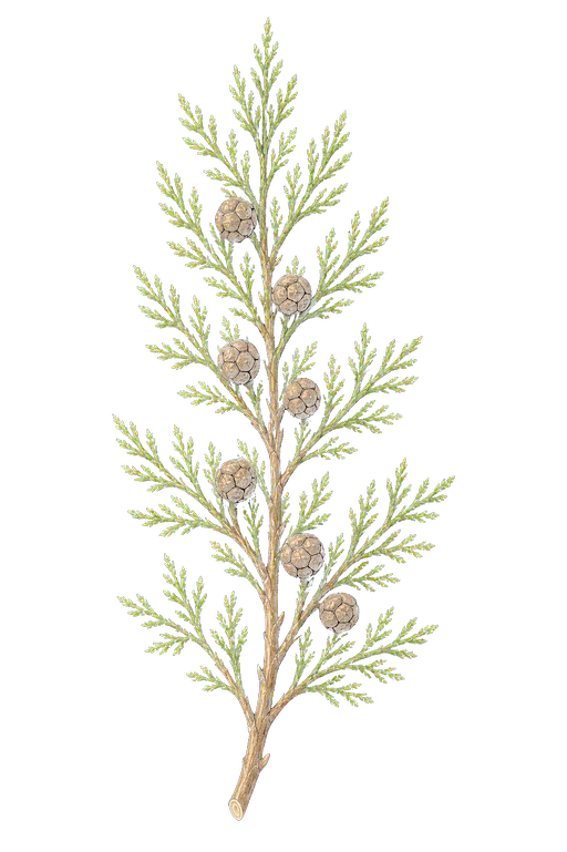 CUPRESSACEAE