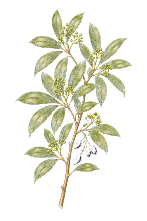 DAPHNIPHYLLACEAE