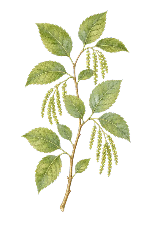 DATISCACEAE