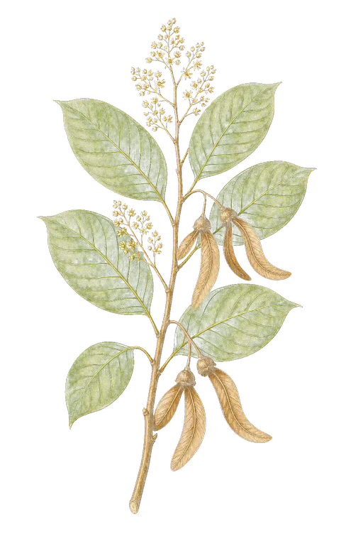 DIPTEROCARPACEAE