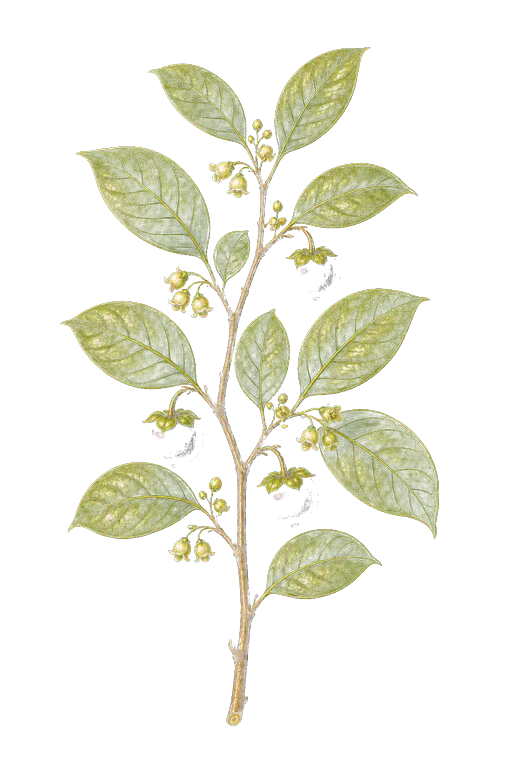 EBENACEAE