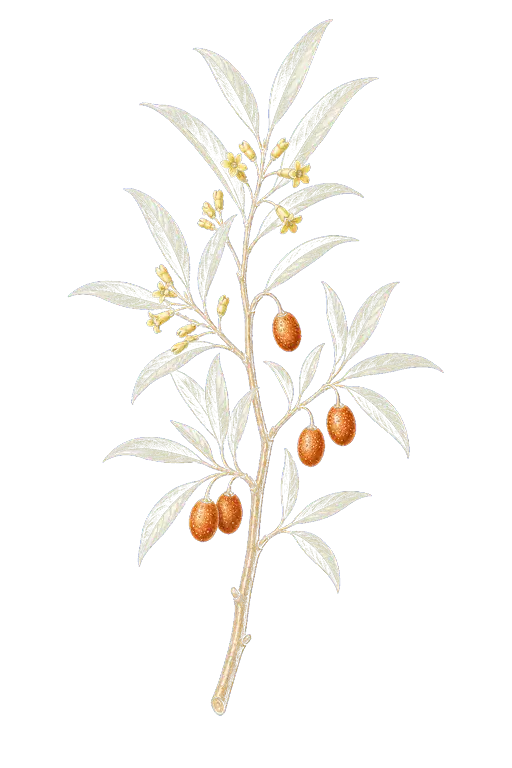ELAEAGNACEAE