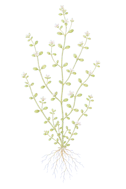 ELATINACEAE