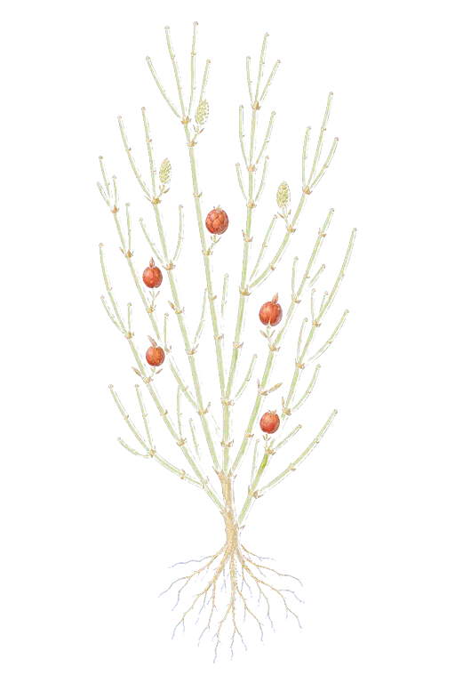 EPHEDRACEAE