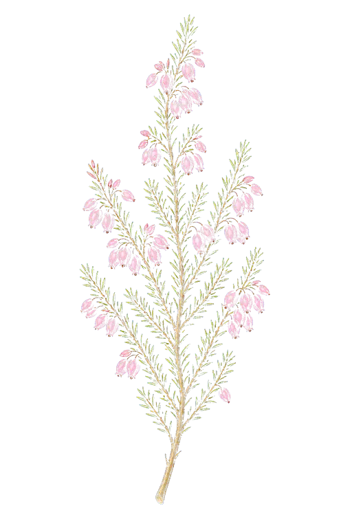 ERICACEAE