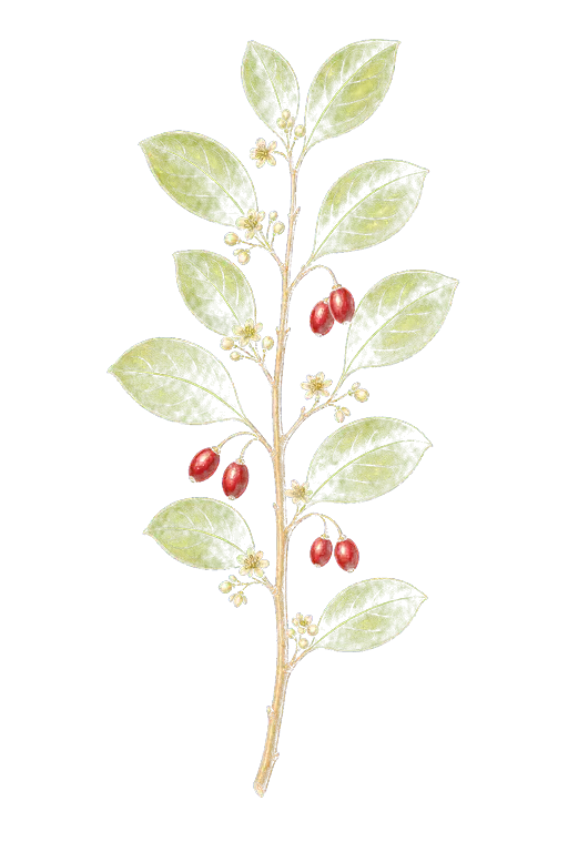ERYTHROXYLACEAE