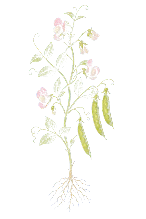 Fabaceae