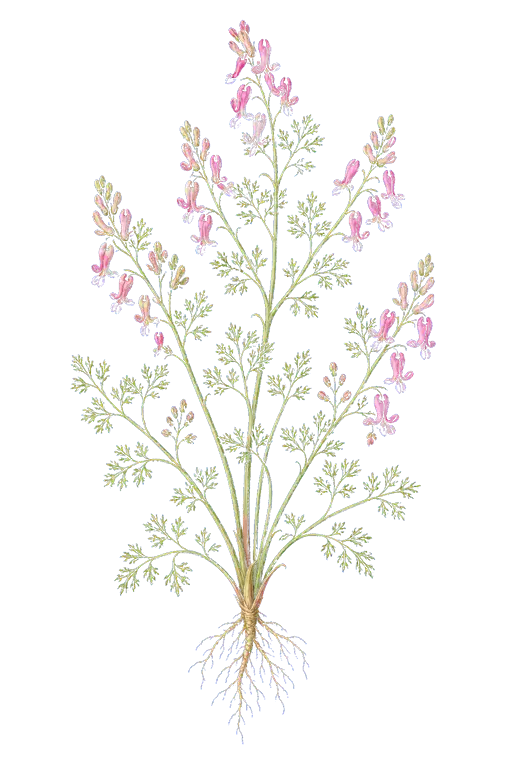 FUMARIACEAE