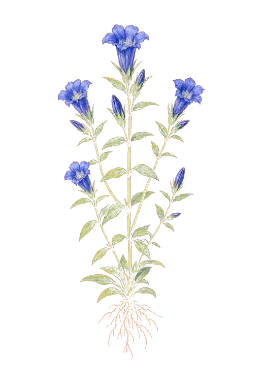 GENTIANACEAE