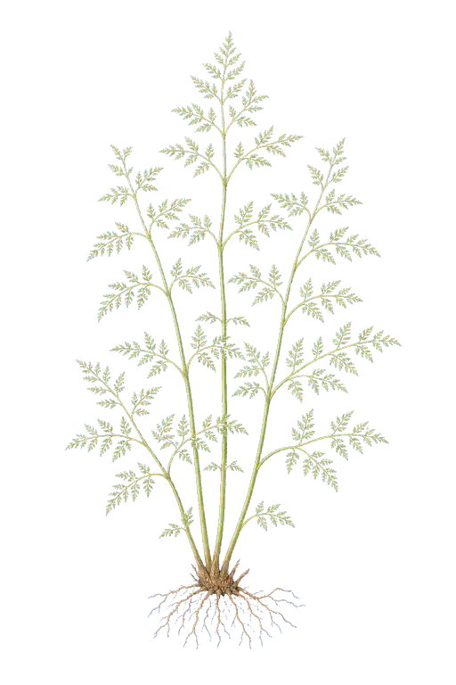 GLEICHENIACEAE