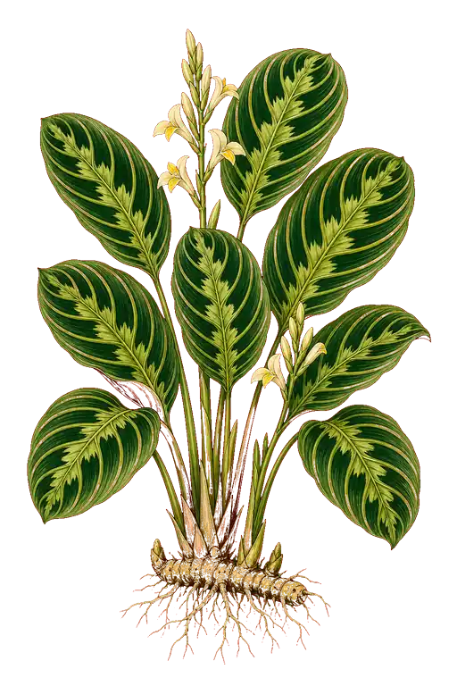 MARANTACEAE