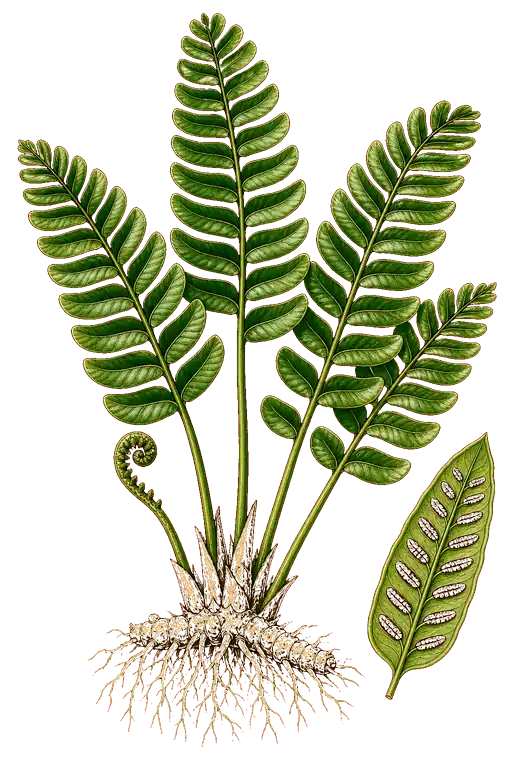 MARATTIACEAE