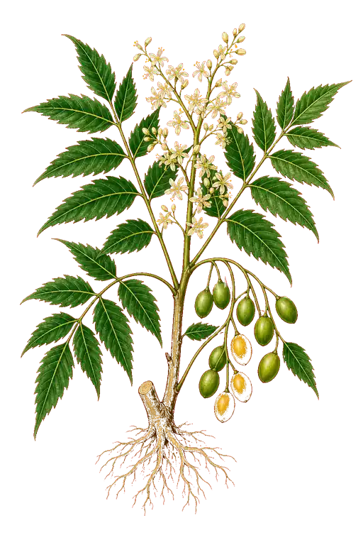 Neem