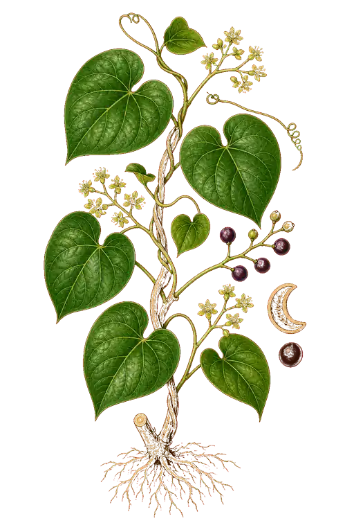 MENISPERMACEAE