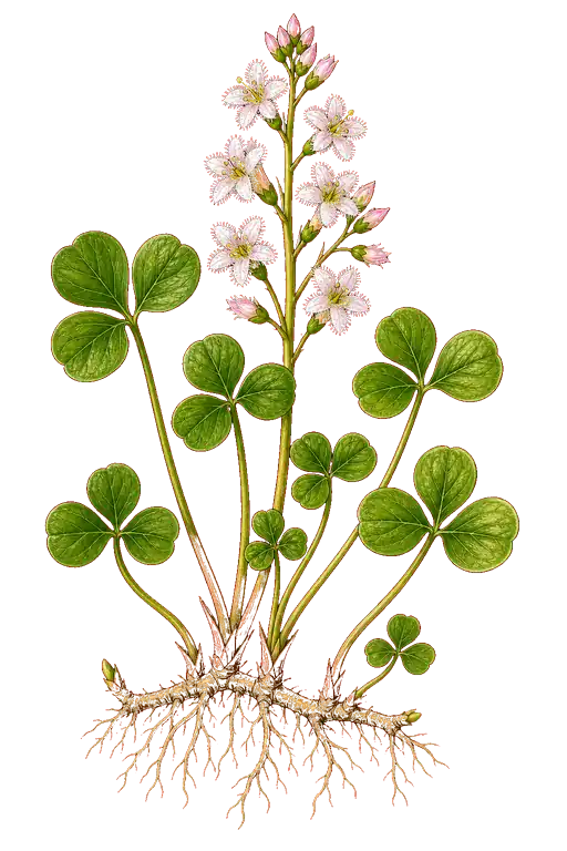 MENYANTHACEAE