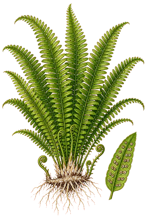 NEPHROLEPIDACEAE